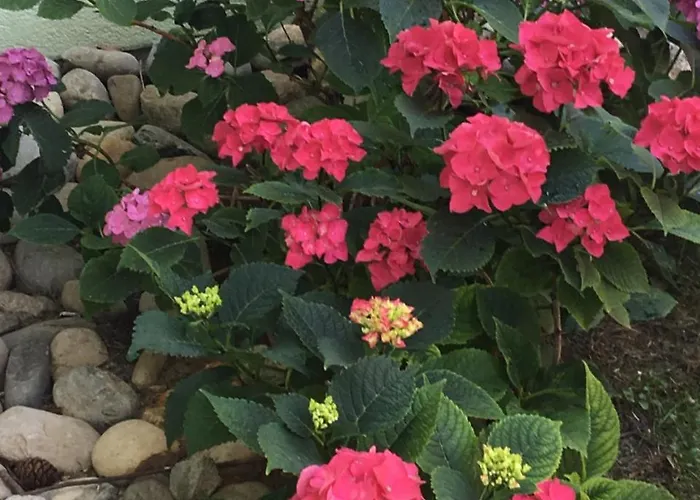 Konukevi Queen Guest Mont-sur-Rolle